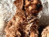 A Kali̇te Toy Poodle Yavrular