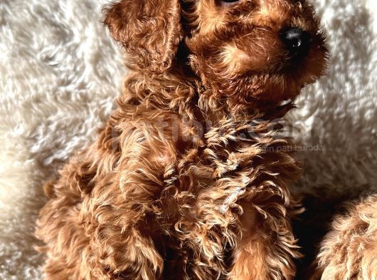A Kali̇te Toy Poodle Yavrular görsel