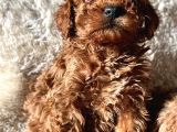 A Kali̇te Toy Poodle Yavrular