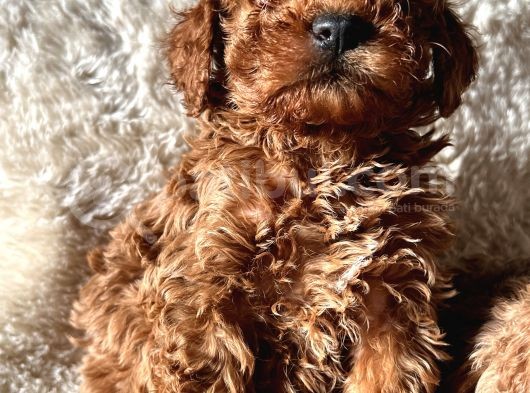 A Kali̇te Toy Poodle Yavrular görsel