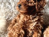A KALİTE TOY POODLE YAVRULAR