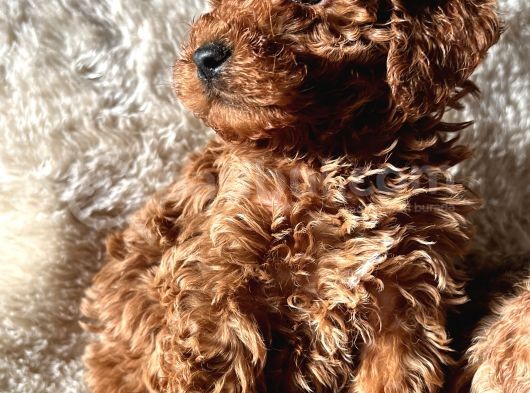 A Kali̇te Toy Poodle Yavrular