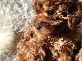 A Kali̇te Toy Poodle Yavrular
