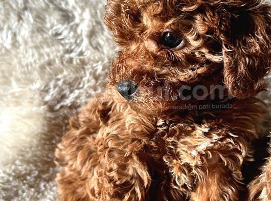 A Kali̇te Toy Poodle Yavrular görsel