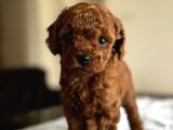 Safkan Red Ve Black Toy Poodle Yavrular - Ücretsiz Servis
