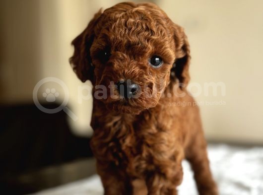 Safkan Red Ve Black Toy Poodle Yavrular - Ücretsiz Servis görsel