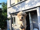 A Kali̇te Golden Retri̇ever Yavrular Yeni̇ Ai̇leleri̇ni̇ Bekli̇yor
