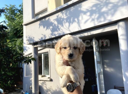 A Kali̇te Golden Retri̇ever Yavrular Yeni̇ Ai̇leleri̇ni̇ Bekli̇yor görsel