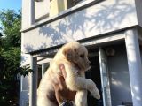 A Kali̇te Golden Retri̇ever Yavrular Yeni̇ Ai̇leleri̇ni̇ Bekli̇yor
