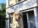 A KALİTE GOLDEN RETRİEVER YAVRULAR YENİ AİLELERİNİ BEKLİYOR