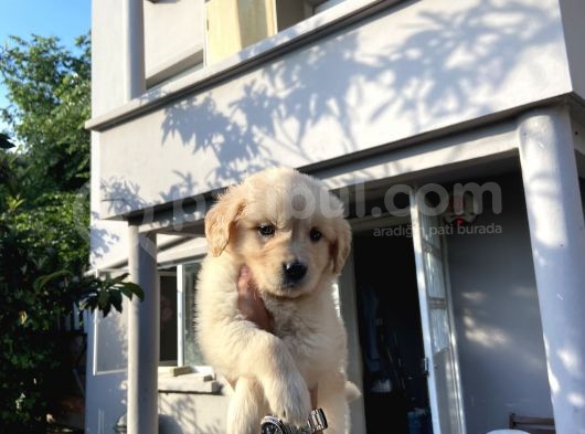 A Kali̇te Golden Retri̇ever Yavrular Yeni̇ Ai̇leleri̇ni̇ Bekli̇yor