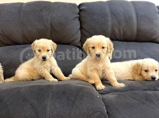 Safkan Baby Face Golden Yavrulari