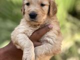 BABY FACE SAFKAN GOLDEN YAVRULARI