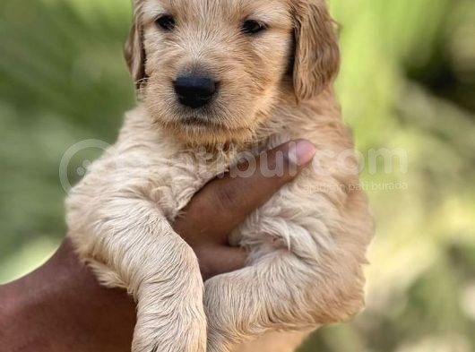 Baby Face Safkan Golden Yavrulari