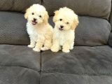 SAFKAN KIVIRCIK MALTİPOO YAVRULARI