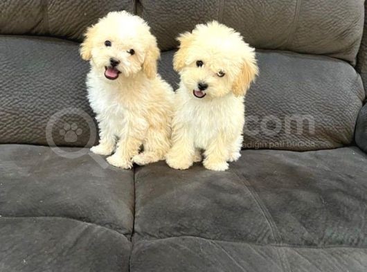 Safkan Kivircik Malti̇poo Yavrulari