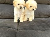 Safkan Kivircik Malti̇poo Yavrulari