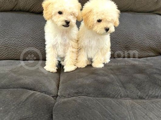Safkan Kivircik Malti̇poo Yavrulari görsel