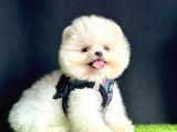 Pomeranian Boo Teddy Bear Yavrularimizdan Birine Sahip Olun