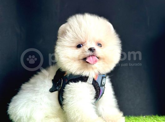 Pomeranian Boo Teddy Bear Yavrularimizdan Birine Sahip Olun görsel
