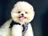 Pomeranian boo teddy bear yavrularimizdan birine sahip olun