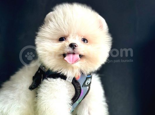Pomeranian boo teddy bear yavrularimizdan birine sahip olun
