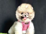 Pomeranian Boo Teddy Bear Yavrularimizdan Birine Sahip Olun