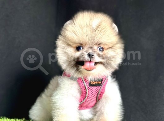 Pomeranian Boo Teddy Bear Yavrularimizdan Birine Sahip Olun görsel