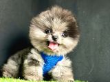 Pomeranian Boo Teddy Bear Yavrularimizdan Birine Sahip Olun