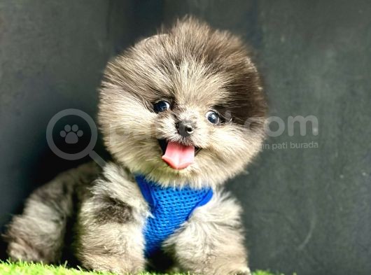 Pomeranian Boo Teddy Bear Yavrularimizdan Birine Sahip Olun görsel