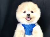 Pomeranian Boo Teddy Bear Yavrularimizdan Birine Sahip Olun