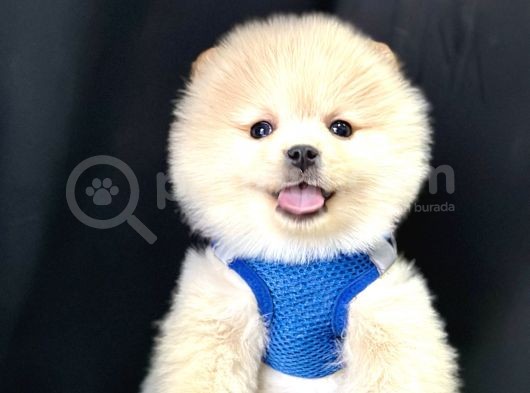Pomeranian Boo Teddy Bear Yavrularimizdan Birine Sahip Olun görsel