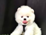 Pomeranian Boo Teddy Bear Yavrularimizdan Birine Sahip Olun