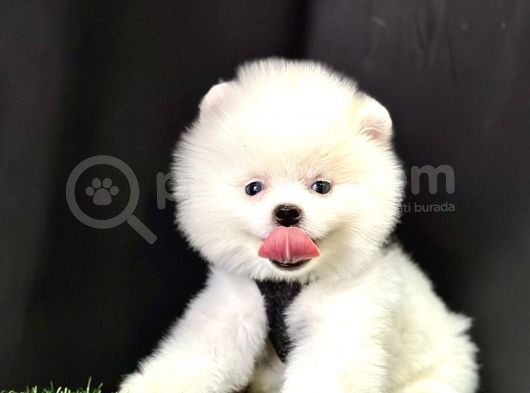 Pomeranian Boo Teddy Bear Yavrularimizdan Birine Sahip Olun görsel