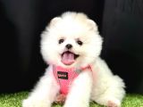 Pomeranian Boo Teddy Bear Yavrularimizdan Birine Sahip Olun