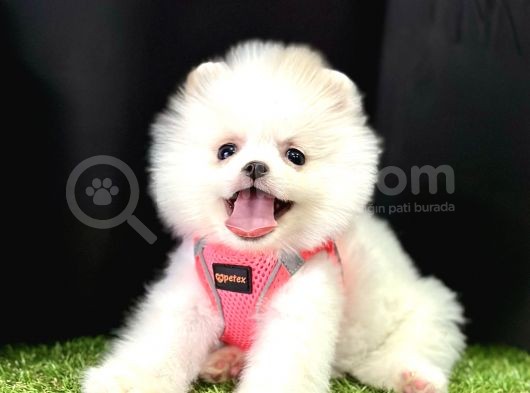 Pomeranian Boo Teddy Bear Yavrularimizdan Birine Sahip Olun görsel