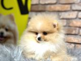 ırk ve sağlık garantili Pomeranian Boo Erkek Yavru