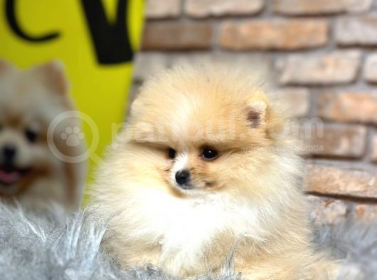 Irk Ve Sağlık Garantili Pomeranian Boo Erkek Yavru