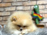 Irk Ve Sağlık Garantili Pomeranian Boo Erkek Yavru