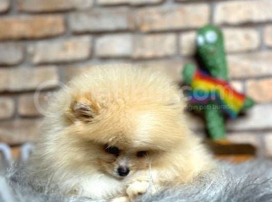 Irk Ve Sağlık Garantili Pomeranian Boo Erkek Yavru görsel