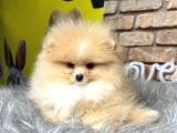 Irk Ve Sağlık Garantili Pomeranian Boo Erkek Yavru