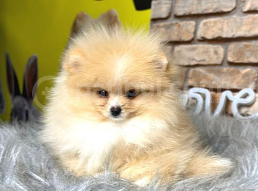 Irk Ve Sağlık Garantili Pomeranian Boo Erkek Yavru görsel