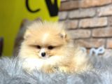 Irk Ve Sağlık Garantili Pomeranian Boo Erkek Yavru