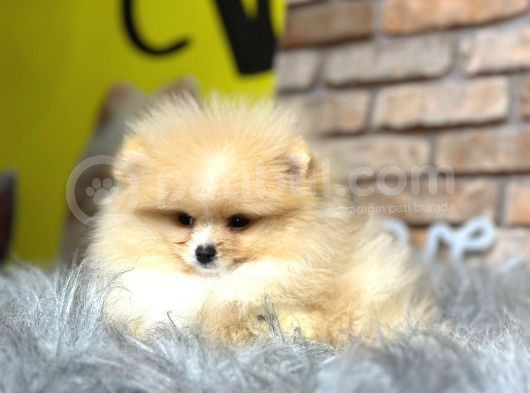 Irk Ve Sağlık Garantili Pomeranian Boo Erkek Yavru görsel