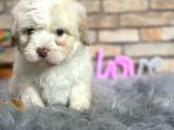 En Sevi̇mli̇ Maltese Terri̇er Erkek Yavru
