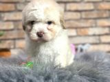 EN SEVİMLİ MALTESE TERRİER ERKEK YAVRU