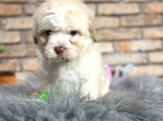 En Sevi̇mli̇ Maltese Terri̇er Erkek Yavru