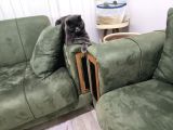 Ücretsiz Sahiplendirme Gri Scottish Fold Bakımlı Vizeli