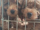 A Scr Muhteşem Toy Poodle  Yavrularimiz