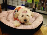 Maltipoo Bebeklerimiz